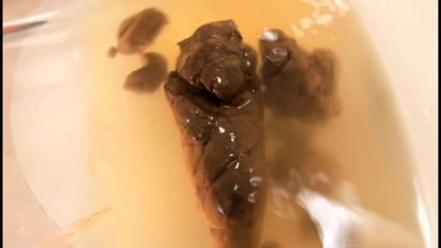 素人うんち倶楽部 4 糞便まみれ ここは一線を超えた大人の社交場。 サンプル画像 3