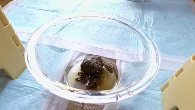 うんこを見せてくれるお友だち連れてきました サンプル画像 5