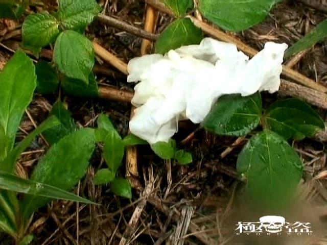 撮られてるとも知らずに！もう限界！尻丸出し野外放尿！！ サンプル画像 17