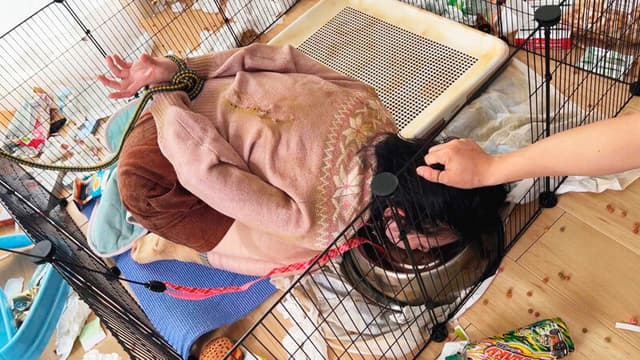 虐●・売春どっぐ 少女は犬。エサは性暴力。 市井結夏 サンプル画像 3